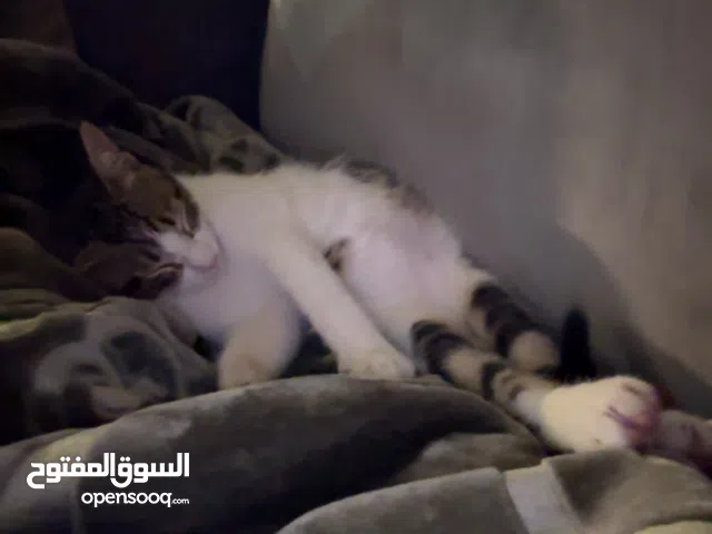 قط بلدي ماخذ تطعيمه عمره اربع شهور تقريبا للبيع مع اللتر بوكس ب 500 جنيه