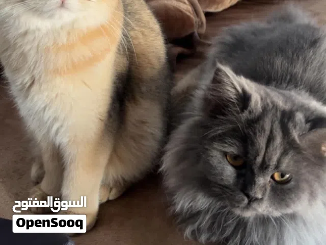 قطط للبيع .