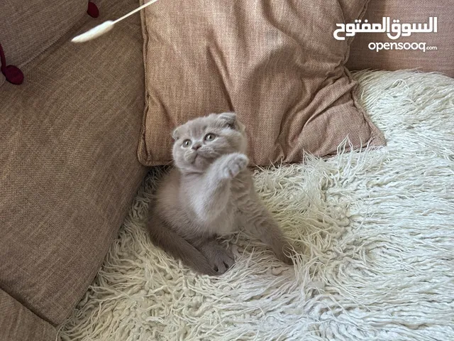 قطط سكوتش فولد وبريتش