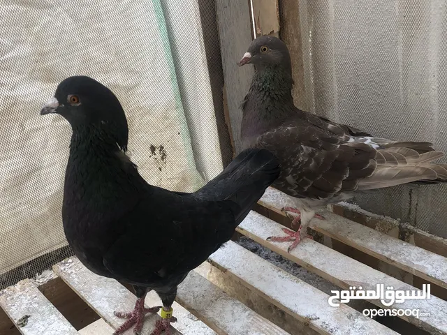 حمام رومانى