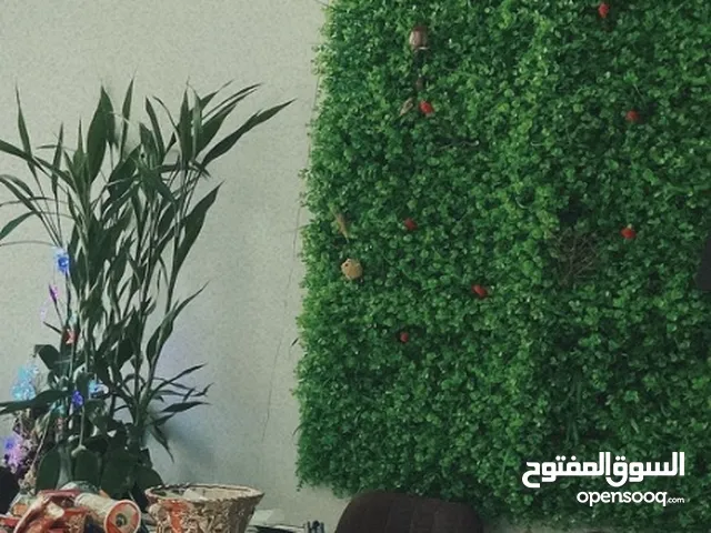 للبيع زرع للحائط