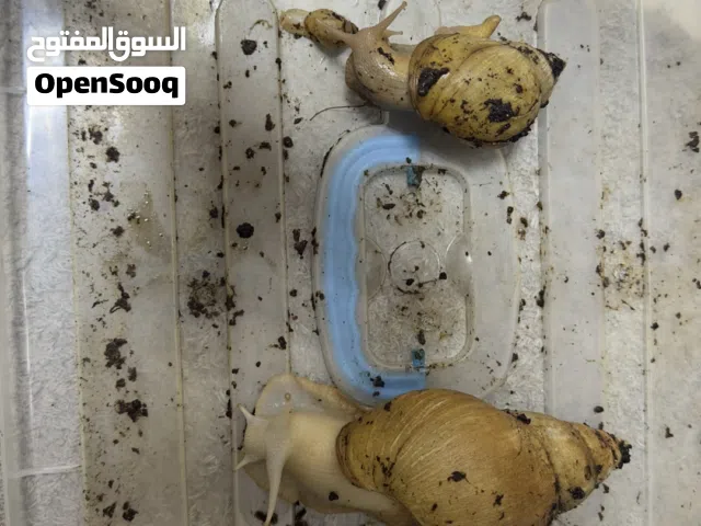 حلزونات افريقيه باعمار كبيره مختلفه