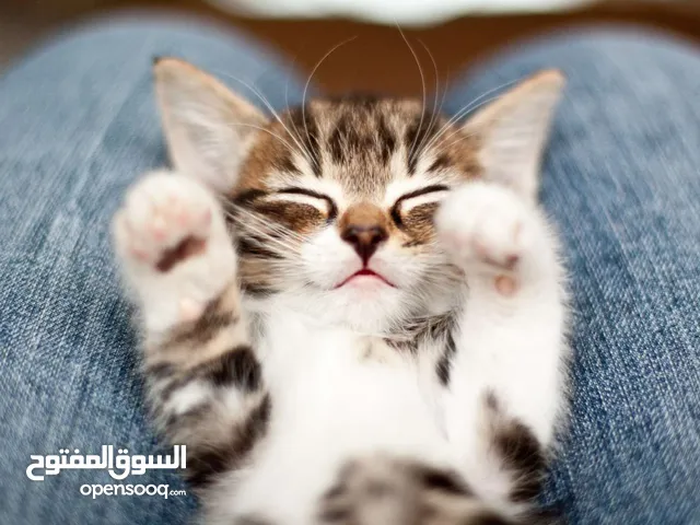 cat wanted نريد زنوره
