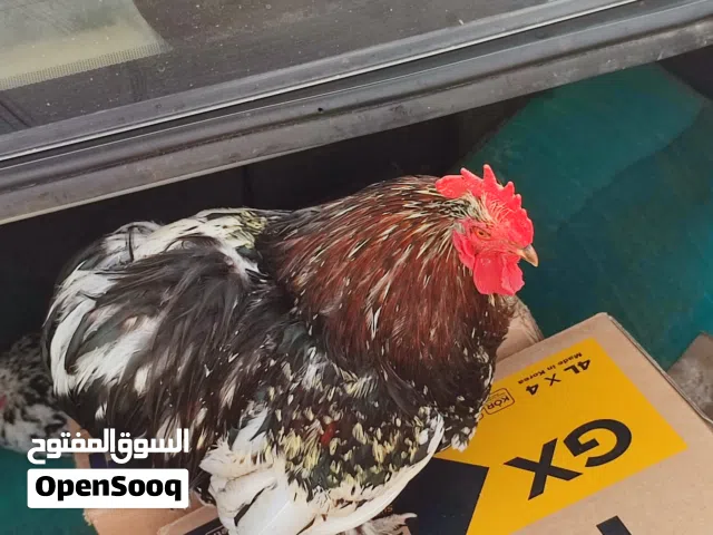 دجاج استرالي