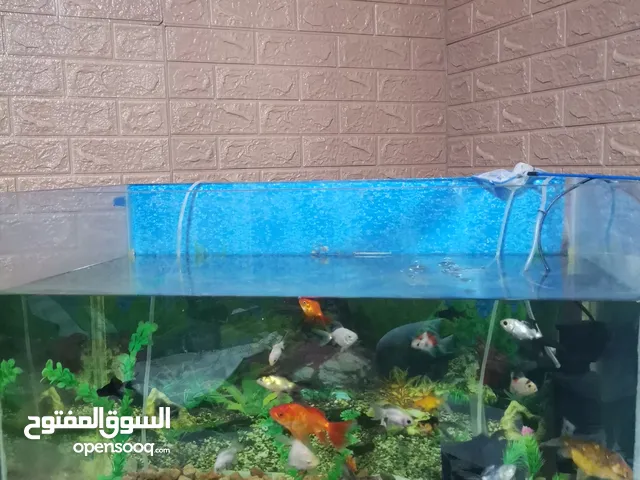 20 سمكه جولد فش