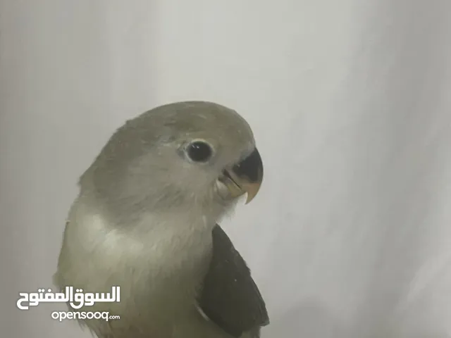 فرخ روز هدد و جوز كناري للبيع