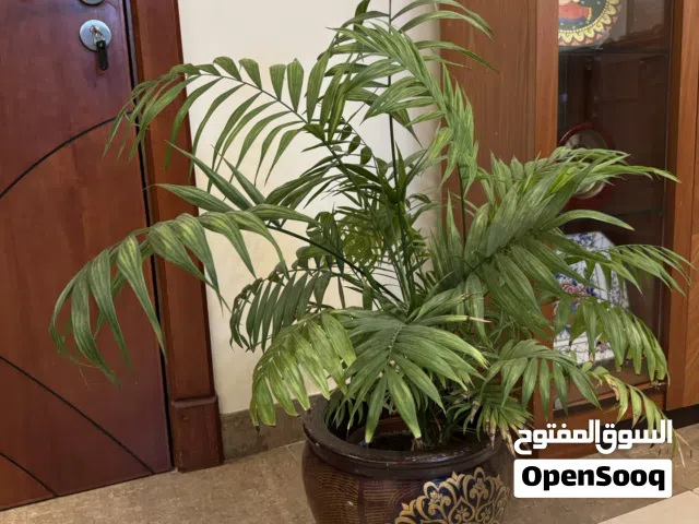 Indoor plant with ceramic pot