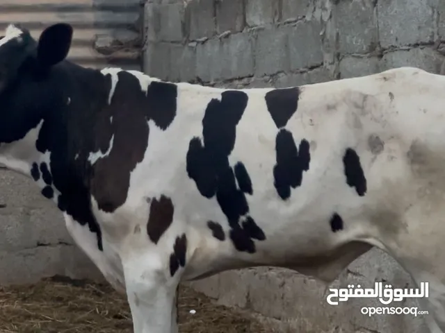 أبقار صلاليات شامل توصيل لين مكانك