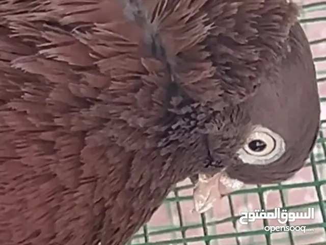 روج كرنجو اديجو منتج الحمدلله