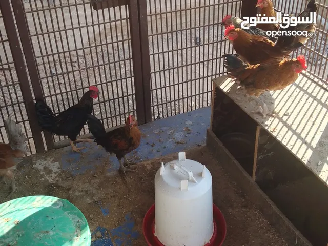 ديوك بلدي للبيع