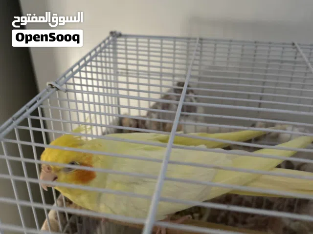كروان اصفرر ذكر