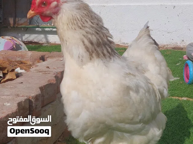 دجاج براهما