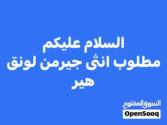 مطلوب انتى جيرمن شيبرد لونق هير