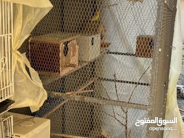 حضيرة بركاديلو لتبديل بي ببغاء مروض فل ويتكلم