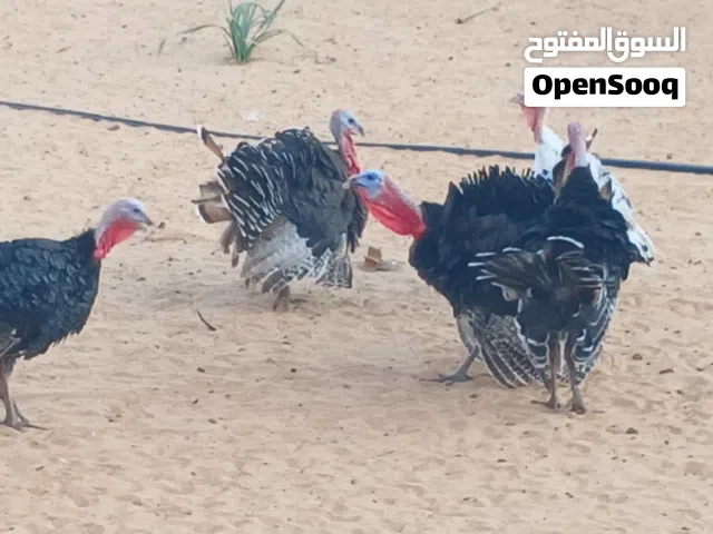 ديك رومي العمر من 7 بي 8 شهور انضاف ماشاءالله