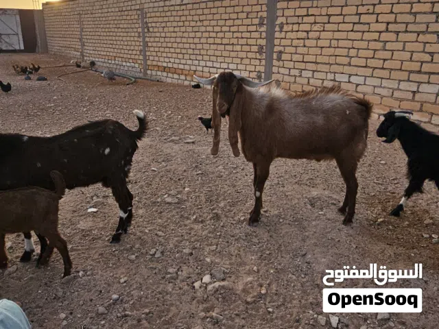 جدى فحل للبيع