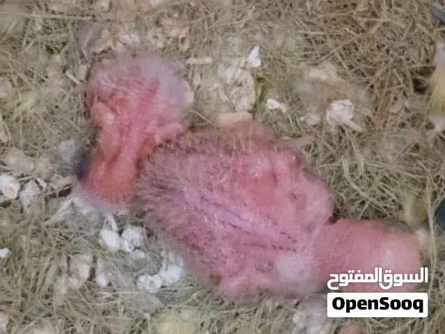 كوبيه روز 350
