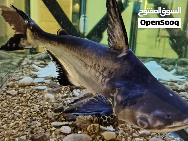 سمك قرش 45سم للبيع