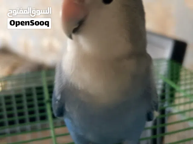 ببغاء روز انتاج بحريني صحه نشاط 100% العمر 6-7 شهور لون مميز اليف