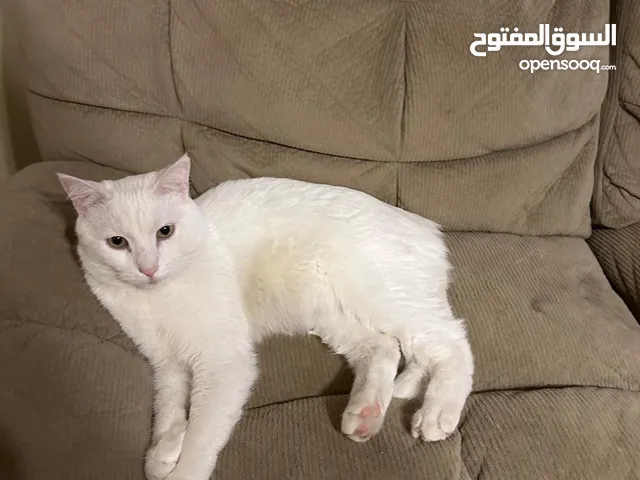 قط مكس شيرازي للتبني بس مطلوب مخافة الله