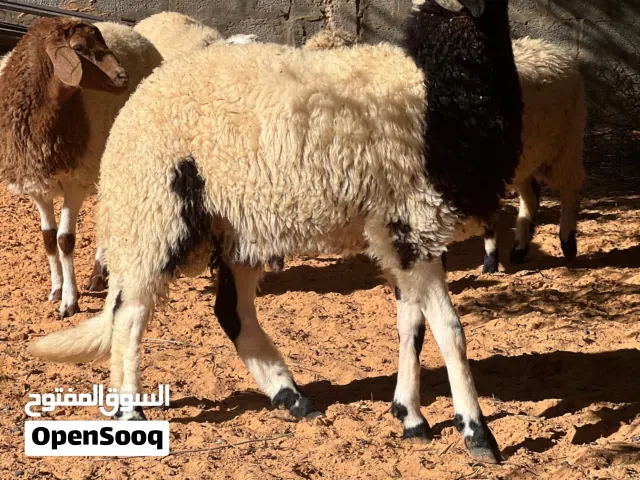 العدد 42 18 حولي 23فطيمه