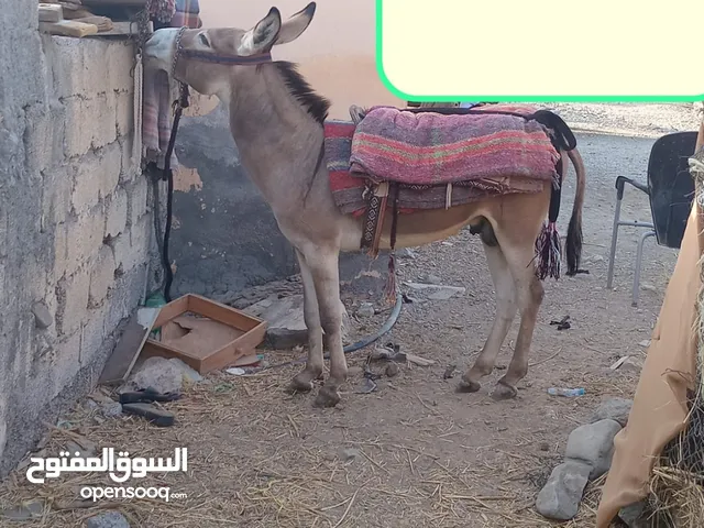 حمار مشاي وهادي