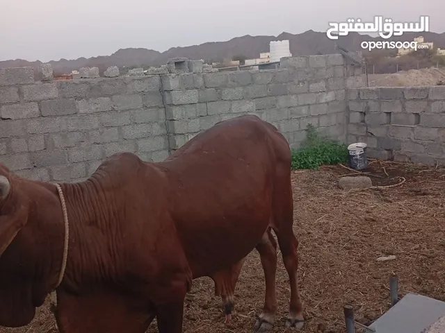 اقرا الوصف تحت
