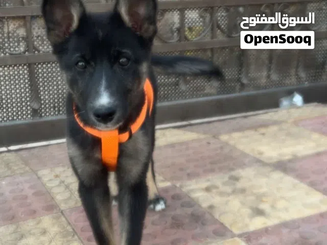 كلب مكس جيرمن