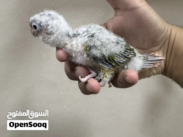 فروخ باينبل كنيور عس محجل من انتاجي
