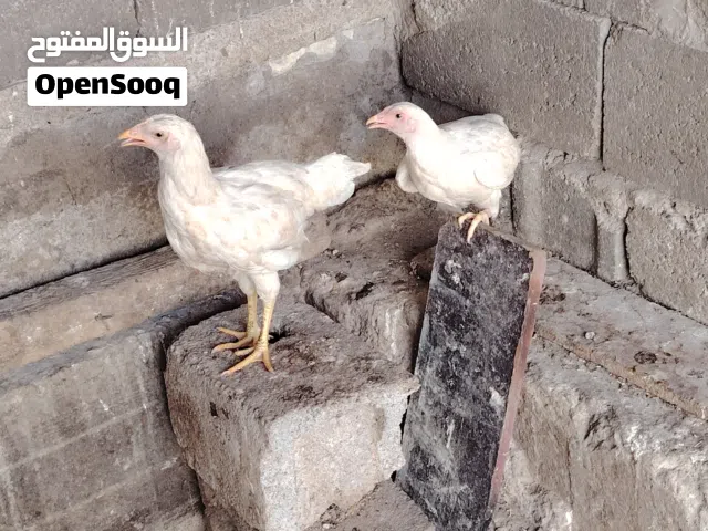 دجاجات عرب لون ابيض