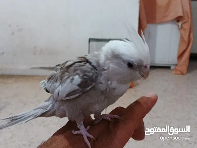 كوكتيل وايت فيس