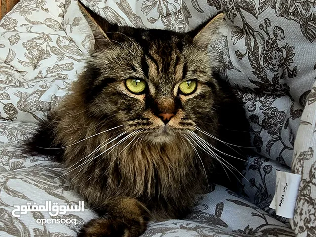 Beautiful Persian Cat for Sale – Unique Colours & Friendly Personality!