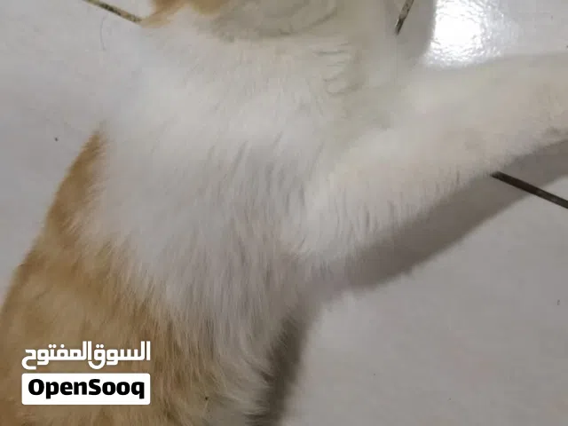 brownie Persian short hairs