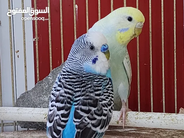 للبيع طيور حب عدد 4 3 ذكوره ونثيه وحده سعر 50