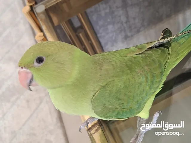 فرخ دره هندي جامبو