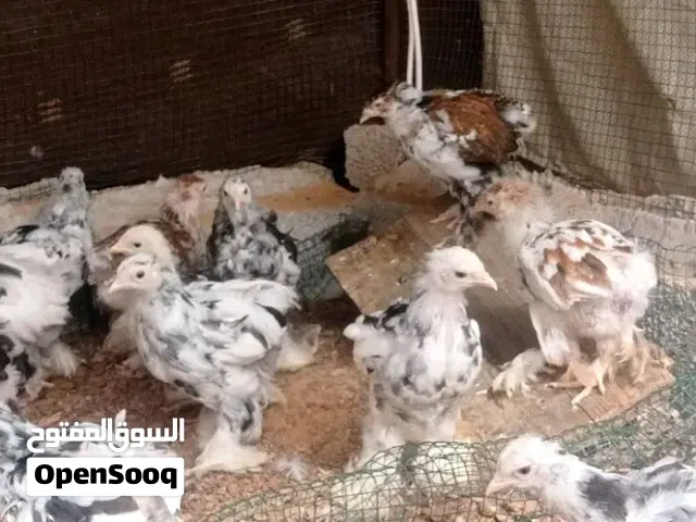 فلاليس برهما حضان طبيعي
