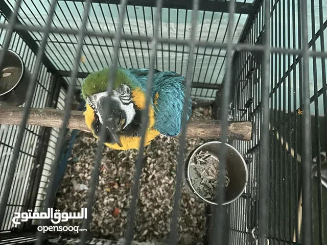 للبيع مكاو