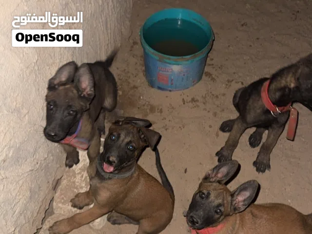 جراو مينوا للبيع اوصاف عالميه