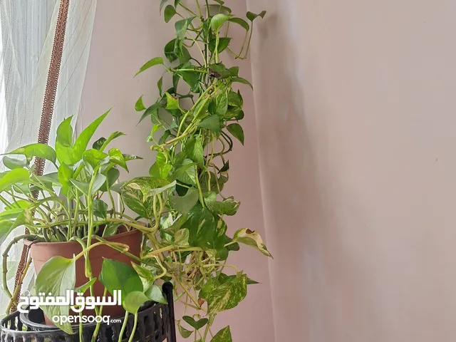 نباتات داخلیه متنوعة
