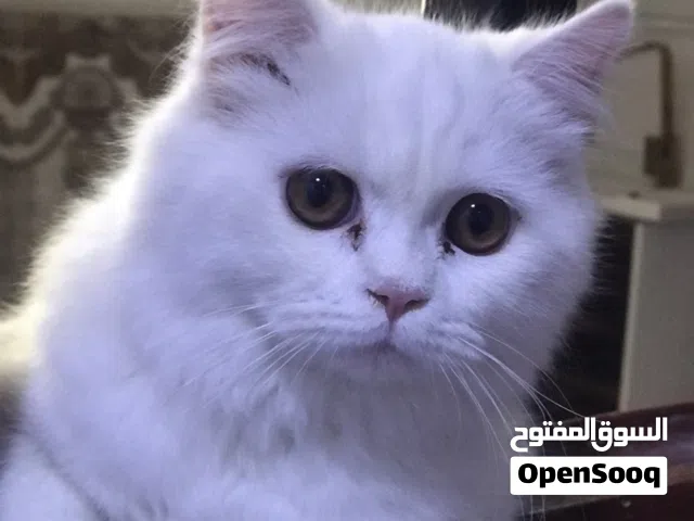قطط شيرازي وهي من سلالة القطط الفارسية تتميز بالهدوء وتحب الاهتمام والاكل هم ومتحب احد يفرض عليها شي