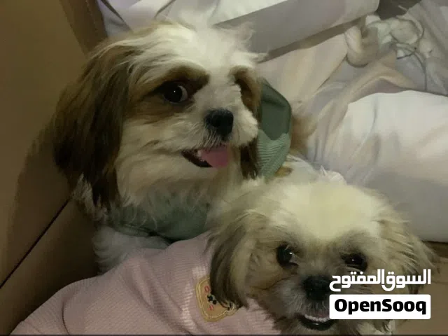 كلاب شيتزو ذكر وأنثى