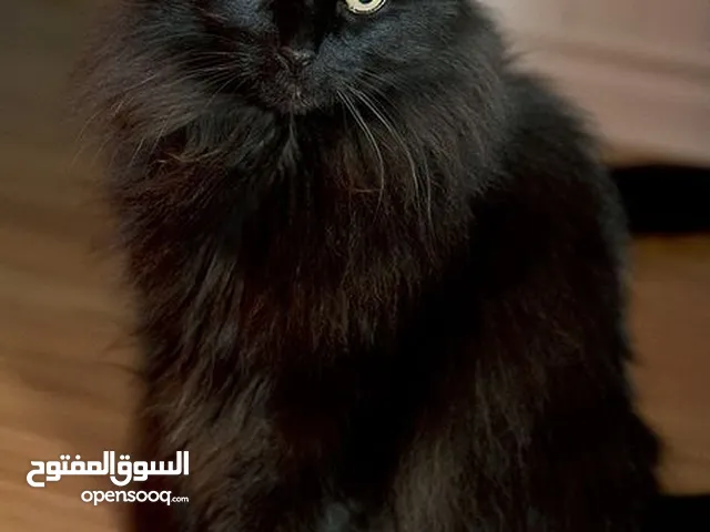 للتبني قطة شيرازيه سوداء