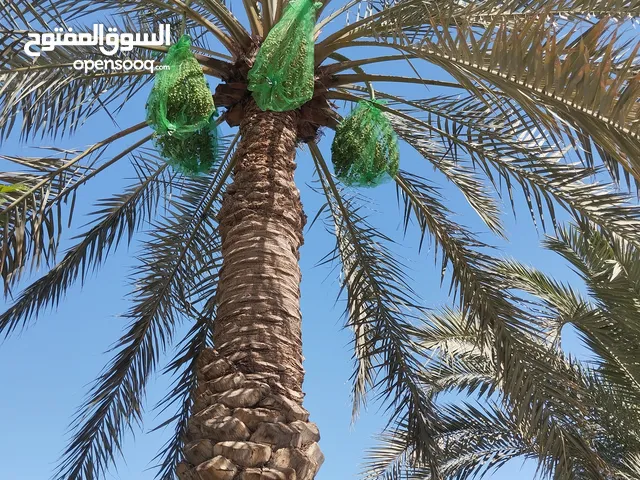 فني نخيل وقص جميع الاشجار قص التمر تكريب وتنظيف النخيل شلع الفرواخ وترتيب النخل وقص وترتيب الاشجار