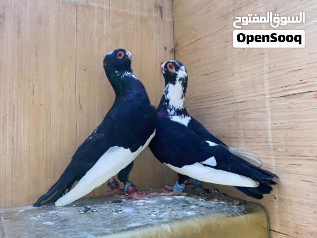 حمام جوز مراقيع/ طير مرقع / طيرة مرقع