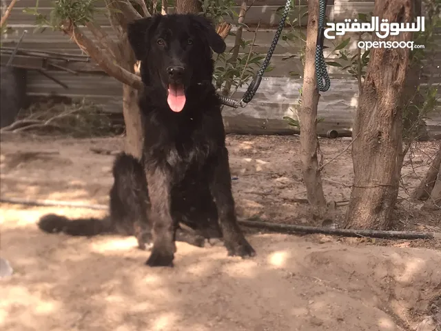 جرو جيرمن شيبرد