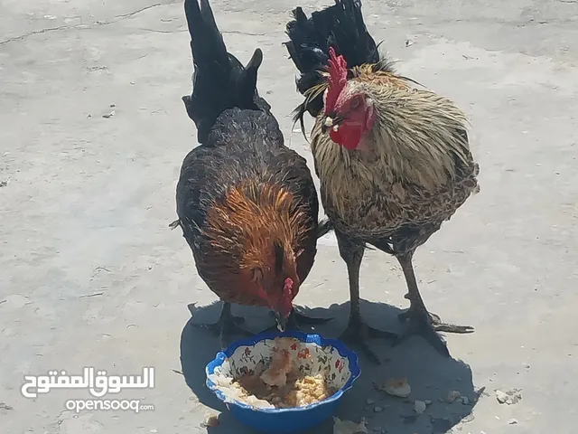 جاجه وديك للبيع