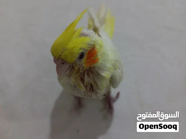 سلام عليكم طير كوكتيل اليف وصحته كلش زينه عمره شهرين سعره 35الف وبي مجال الي يريده يراسلني خاص