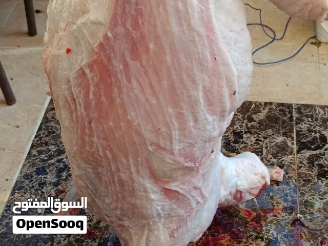 لحام منزلي متنقل لذبح كافة الاضاحي والعقائق والنذور مابيحلا العيد الا والاضحية بلبيت