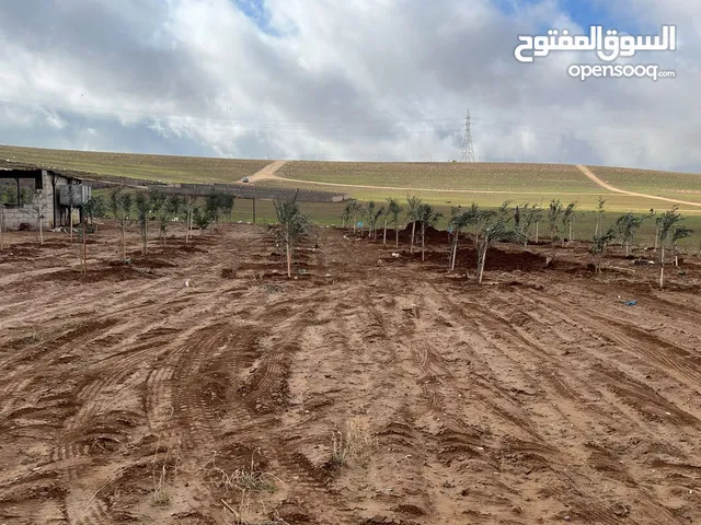 مزرعه زيتون منطقه قعفور