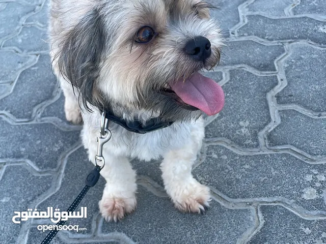 كلب عمره سنه